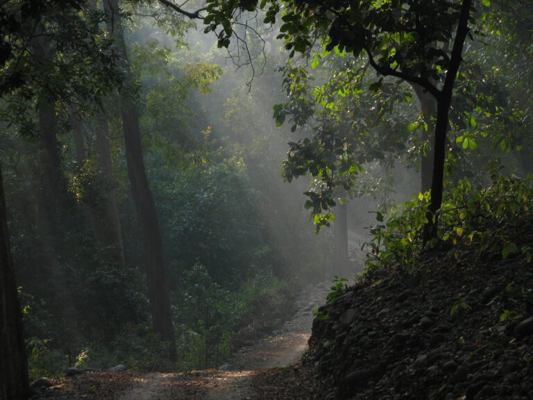 Read more about the article Corbett National Park – a unique ecosystem of wilderness and nature