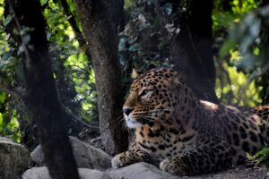 Read more about the article Zones of Corbett National Park