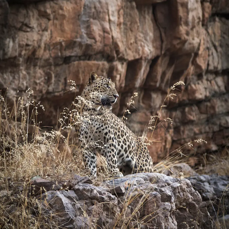leopards near a resort in jaipur