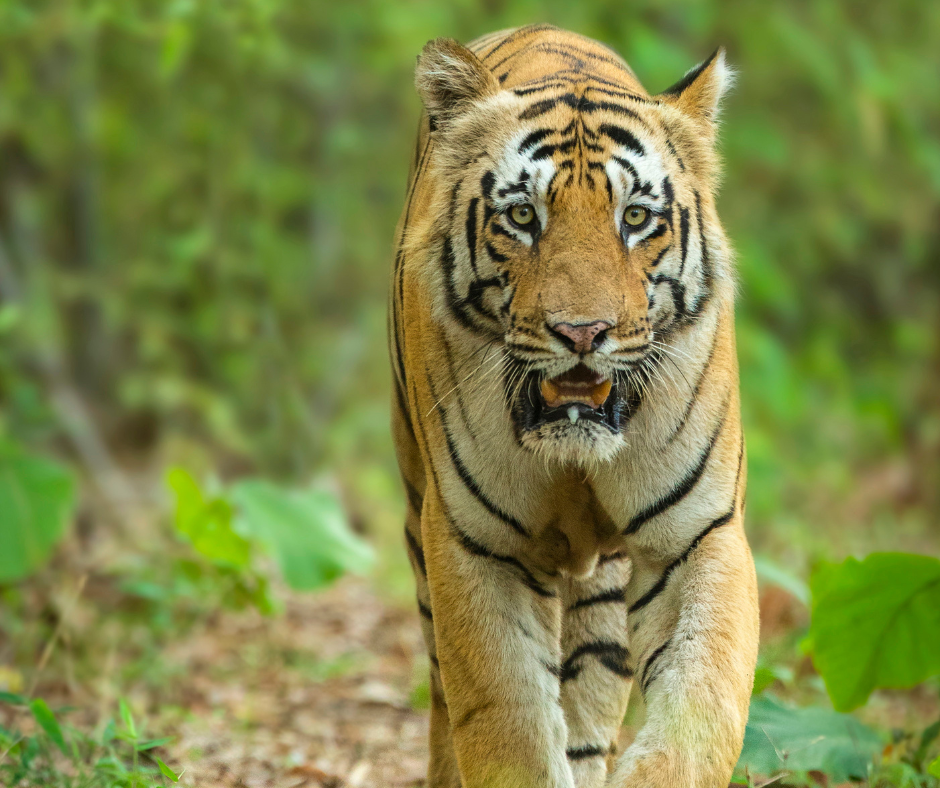Royal Bengal Tiger of Corbett National Park
