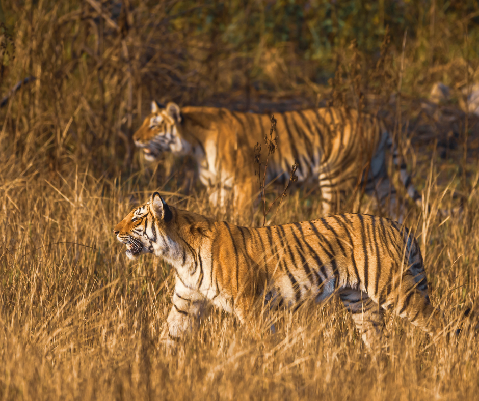 Royal Bengal Tigers of Corbett National Park
