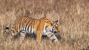 Read more about the article Roaring Majesty: The Royal Bengal Tigers of Corbett National Park