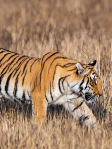 Read more about the article The Royal Bengal Tigers of Corbett