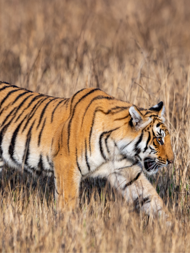 The Royal Bengal Tigers of Corbett